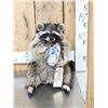 Image 1 : Naughty Raccoon Full Body Taxidermy Mount