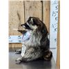 Image 2 : Naughty Raccoon Full Body Taxidermy Mount