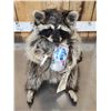 Image 3 : Naughty Raccoon Full Body Taxidermy Mount