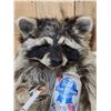 Image 4 : Naughty Raccoon Full Body Taxidermy Mount