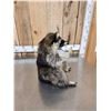 Image 5 : Naughty Raccoon Full Body Taxidermy Mount