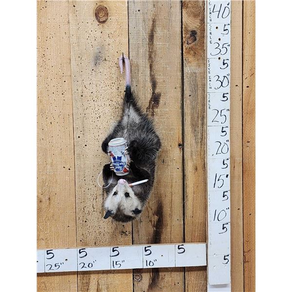 Naughty Opossum Full Body Taxidermy Mount