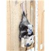 Image 2 : Naughty Opossum Full Body Taxidermy Mount