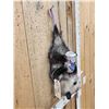 Image 3 : Naughty Opossum Full Body Taxidermy Mount