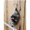 Image 4 : Naughty Opossum Full Body Taxidermy Mount