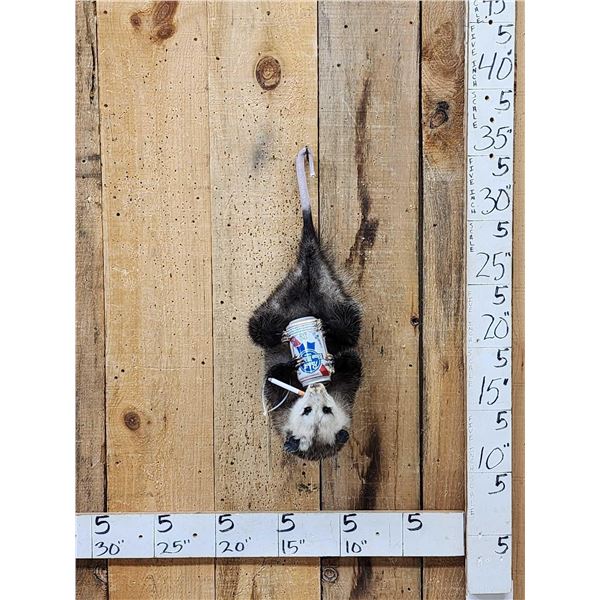 Naughty Opossum Full Body Taxidermy Mount