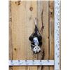 Image 1 : Naughty Opossum Full Body Taxidermy Mount