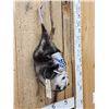 Image 2 : Naughty Opossum Full Body Taxidermy Mount