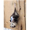 Image 3 : Naughty Opossum Full Body Taxidermy Mount