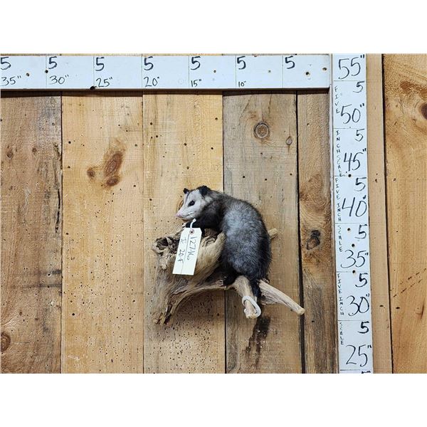 Baby Opossum Full Body Taxidermy Mount