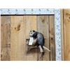 Image 1 : Baby Opossum Full Body Taxidermy Mount