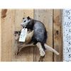 Image 2 : Baby Opossum Full Body Taxidermy Mount