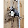 Image 3 : Baby Opossum Full Body Taxidermy Mount