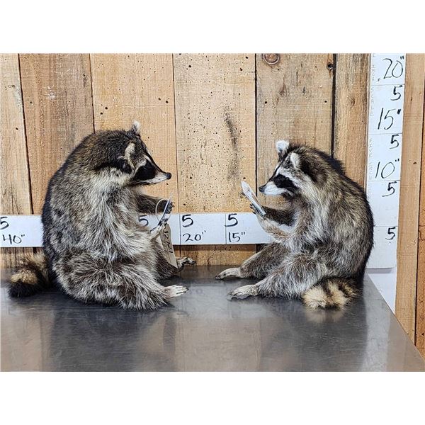 2 Raccoons Playing Cards Full Body Taxidermy Mount