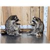 Image 1 : 2 Raccoons Playing Cards Full Body Taxidermy Mount