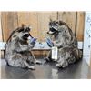 Image 3 : 2 Raccoons Playing Cards Full Body Taxidermy Mount