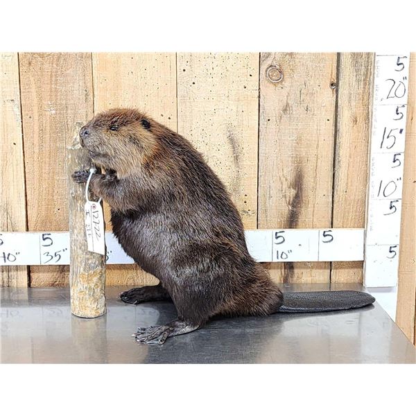 Beaver Full Body Taxidermy Mount