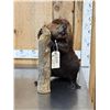 Image 2 : Beaver Full Body Taxidermy Mount