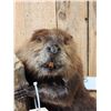 Image 3 : Beaver Full Body Taxidermy Mount