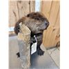 Image 4 : Beaver Full Body Taxidermy Mount
