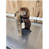 Image 6 : Beaver Full Body Taxidermy Mount