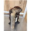Image 7 : Beaver Full Body Taxidermy Mount