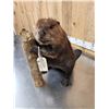 Image 8 : Beaver Full Body Taxidermy Mount