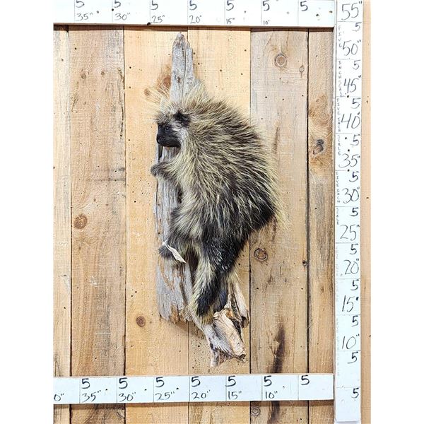 Porcupine Full Body Taxidermy Mount