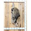 Image 1 : Porcupine Full Body Taxidermy Mount