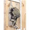 Image 2 : Porcupine Full Body Taxidermy Mount