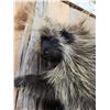 Image 3 : Porcupine Full Body Taxidermy Mount