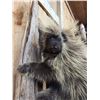 Image 4 : Porcupine Full Body Taxidermy Mount
