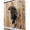 Image 5 : Porcupine Full Body Taxidermy Mount