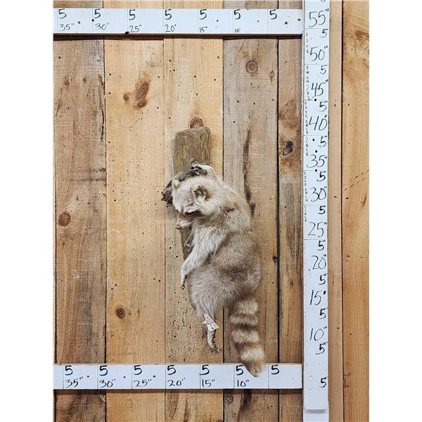 Cinnamon/ Albino Raccoon Full Body Taxidermy Mount