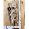 Image 2 : Cinnamon/ Albino Raccoon Full Body Taxidermy Mount