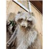 Image 3 : Cinnamon/ Albino Raccoon Full Body Taxidermy Mount
