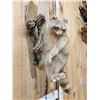 Image 4 : Cinnamon/ Albino Raccoon Full Body Taxidermy Mount