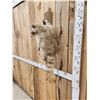 Image 5 : Cinnamon/ Albino Raccoon Full Body Taxidermy Mount