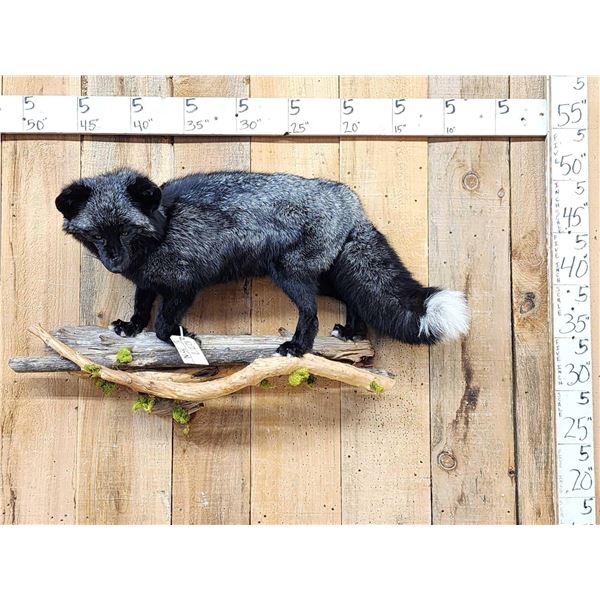 Gorgeous Silver Ranch Cross Fox Full Body Taxidermy Mount