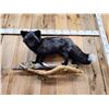 Image 2 : Gorgeous Silver Ranch Cross Fox Full Body Taxidermy Mount