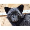 Image 3 : Gorgeous Silver Ranch Cross Fox Full Body Taxidermy Mount