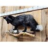 Image 4 : Gorgeous Silver Ranch Cross Fox Full Body Taxidermy Mount