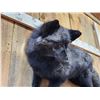 Image 6 : Gorgeous Silver Ranch Cross Fox Full Body Taxidermy Mount