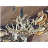 Image 10 : Gorgeous 8 Light Mule Deer Antler Chandelier