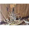 Image 11 : Gorgeous 8 Light Mule Deer Antler Chandelier