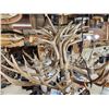 Image 7 : Gorgeous 8 Light Mule Deer Antler Chandelier