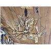 Image 8 : Gorgeous 8 Light Mule Deer Antler Chandelier