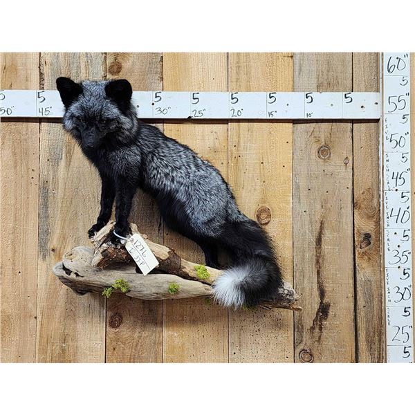 Beautiful Silver Ranch Fox Full Body Taxidermy Mount