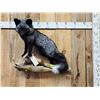 Image 1 : Beautiful Silver Ranch Fox Full Body Taxidermy Mount