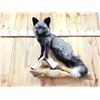 Image 2 : Beautiful Silver Ranch Fox Full Body Taxidermy Mount